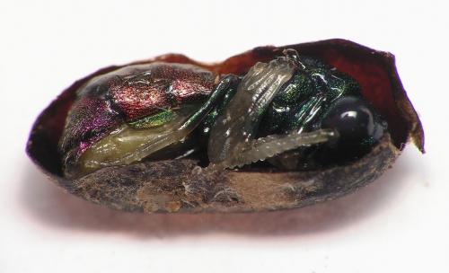 Réf. 9 071 : Chrysis sp.