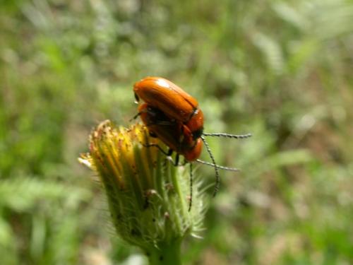 Exosoma lusitanicum