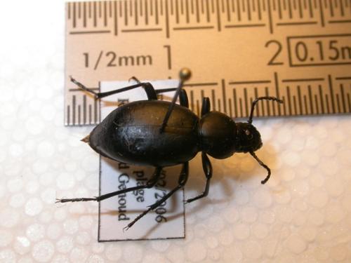 Réf. 9 720 : Tentyria interrupta