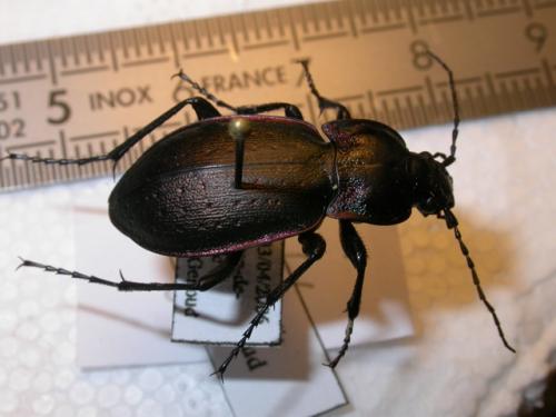 Carabus nemoralis