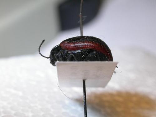 Réf. 9 731 : Chrysolina oceanoripensis