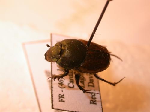 Réf. 9 728 : Onthophagus vacca
