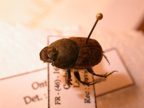 Onthophagus vacca