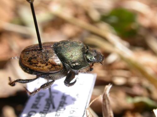 Onthophagus sp.