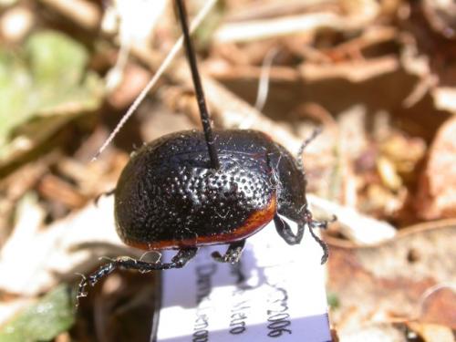 Réf. 9 743 : Chrysolina oceanoripensis