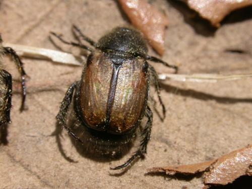 Réf. 9 749 : Exomala campestris