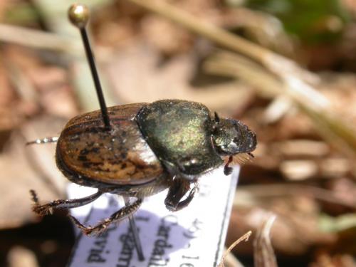 Onthophagus vacca
