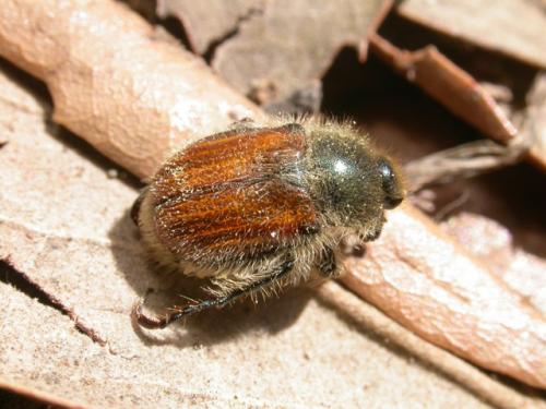 Exomala campestris