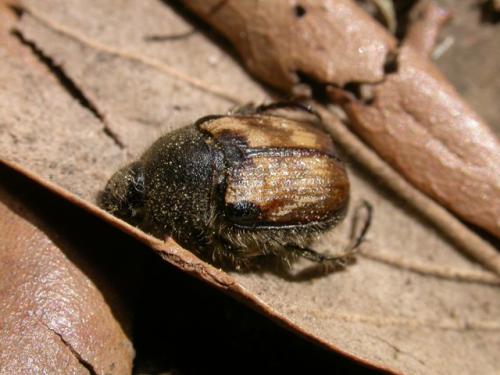 Réf. 9 747 : Exomala campestris