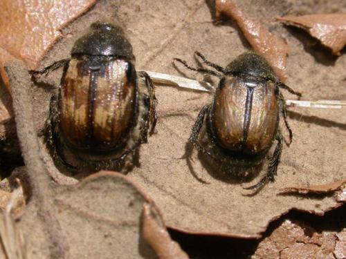 Exomala campestris