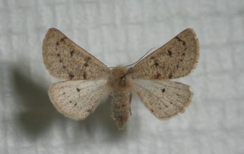 Dyscia lentiscaria
