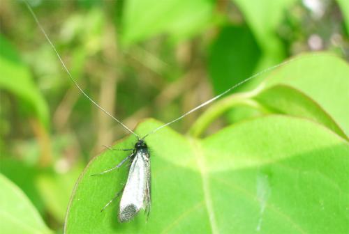 Adela reaumurella