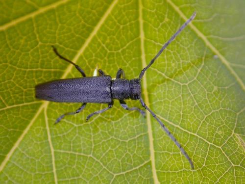 Phytoecia nigricornis