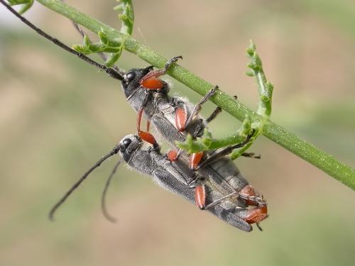 Réf. 9 108 : Phytoecia rufipes
