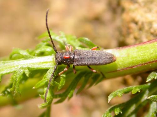 Phytoecia pustulata
