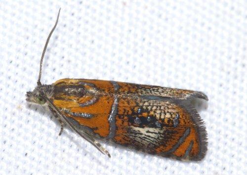 Réf. 9 535 : Olethreutes arcuella