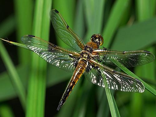 Réf. 9 996 : Libellula quadrimaculata