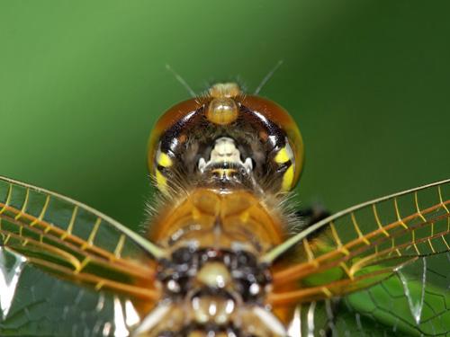 Libellula quadrimaculata
