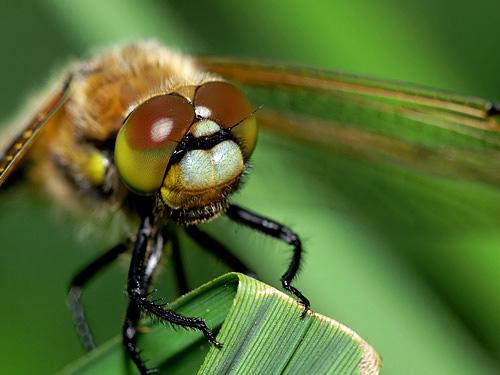 Réf. 9 994 : Libellula quadrimaculata