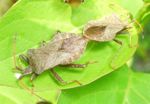 Coreus marginatus