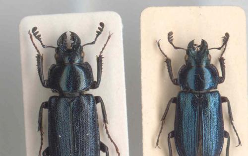 Platycerus sp.