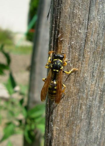 Réf. 9 940 : Polistes sp.