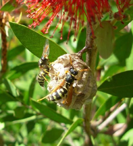 Polistes sp.