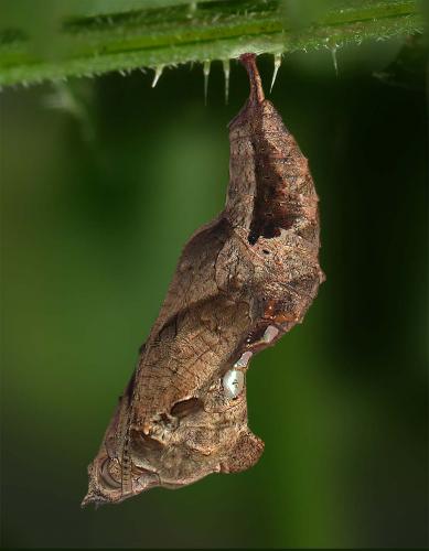 Réf. 9 622 : Polygonia c-album