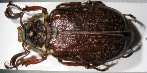 Réf. 9 267 : Polyphylla maroccana maroccana
