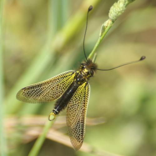 Libelloides ictericus