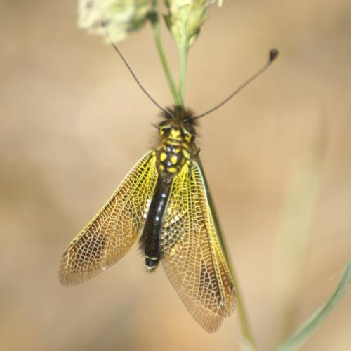 Libelloides ictericus