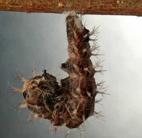 Réf. 9 623 : Polygonia c-album