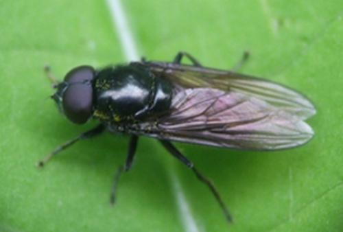 Cheilosia sp.