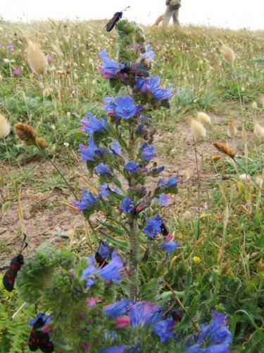 Zygaena trifolii