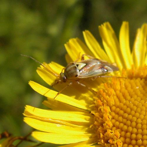 Lygus sp.