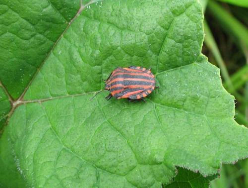 Graphosoma italicum