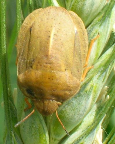 Eurygaster austriaca