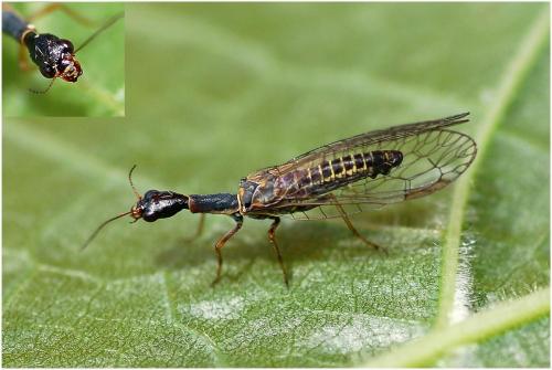 Réf. 9 092 : Subilla confinis