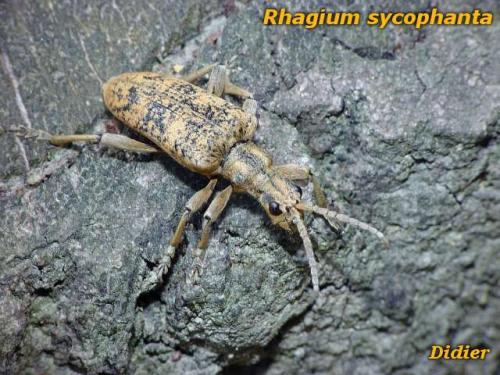 Réf. 9 986 : Rhagium sycophanta