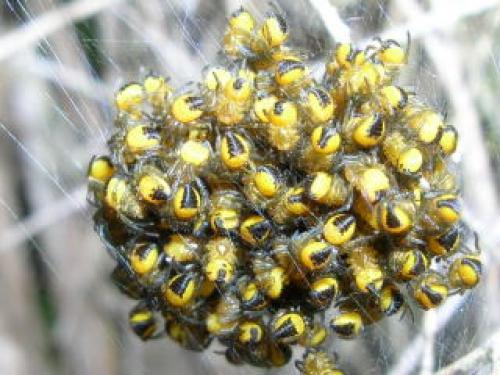 Araneus diadematus