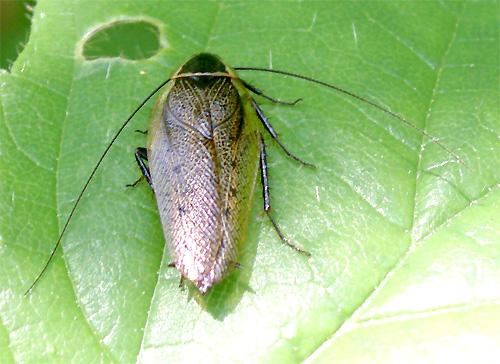 Ectobius sylvestris