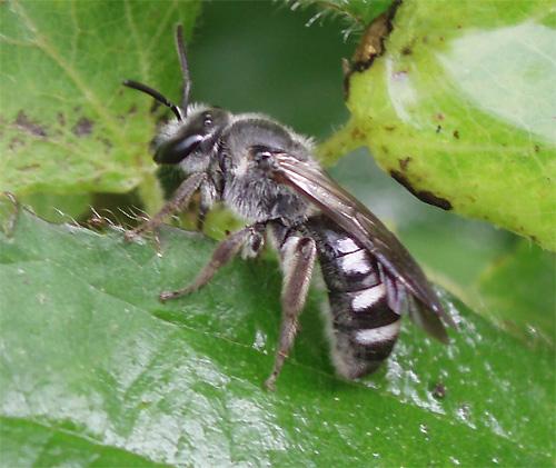 Réf. 9 613 : Lasioglossum sp.