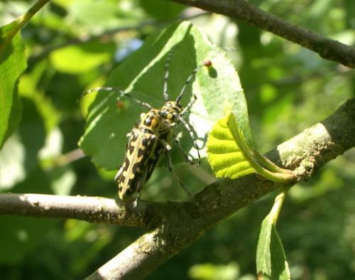 Réf. 9 882 : Saperda scalaris