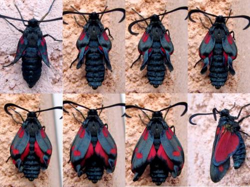 Zygaena filipendulae