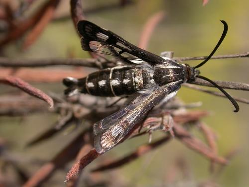 Chamaesphecia sp.