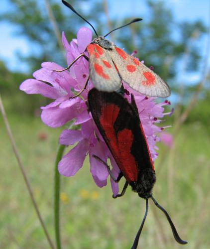 Zygaena loti