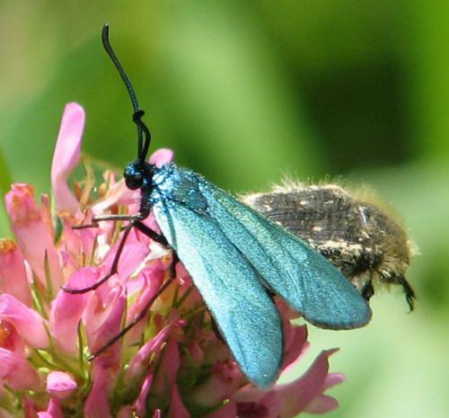 Réf. 9 864 : Adscita sp.