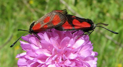 Zygaena loti