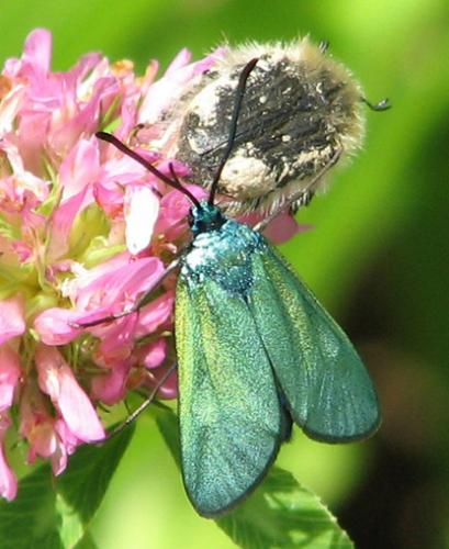 Adscita sp.