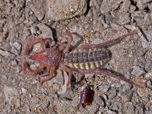 Réf. 9 107 : Gluvia dorsalis